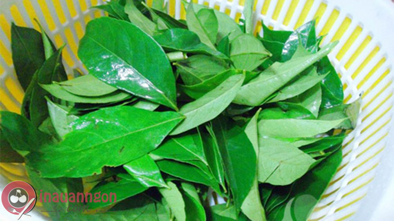 Chọn lá mắc mật tươi màu xanh sẫm, bề mặt nhãn