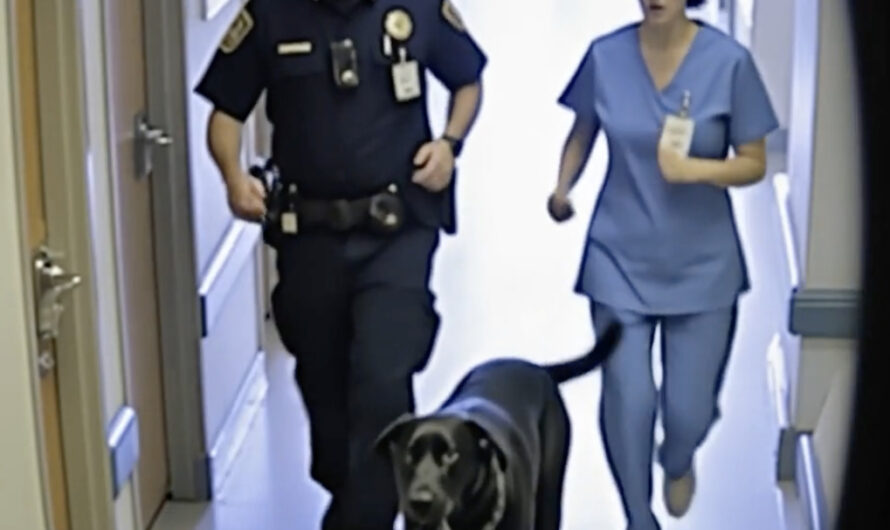 A Stray Dog Carried a Black Garbage Bag Into the Hospital — When They Opened